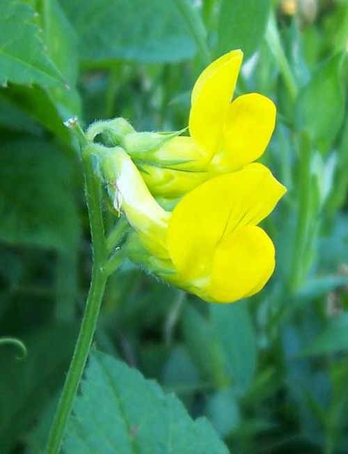 Gelbe Blüten der Wiesen-Platterbse (Lathyrus pratensis) im Grasbestand