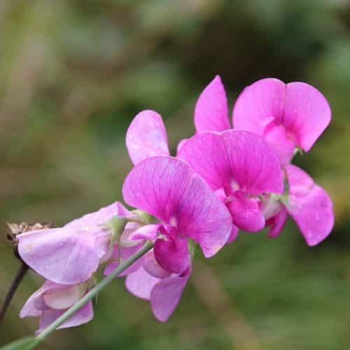 Blüten der Duftwicke (Lathyrus odoratus) im Garten