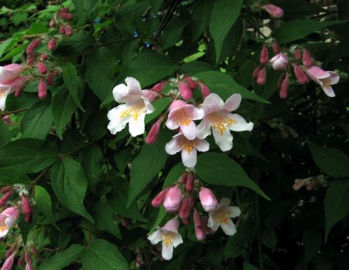 Kolkwitzie Blüte