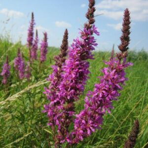 Blühender Blutweiderich mit purpurnen Blütenähren auf einer Wiese unter blauem Himmel
