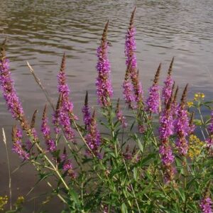 Rosapurpurne Blütenähren des Blutweiderichs am Ufer eines Gewässers