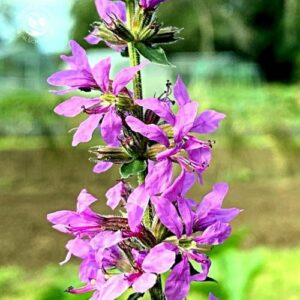 Nahaufnahme der purpurnen Blüten des Gewöhnlichen Blutweiderichs