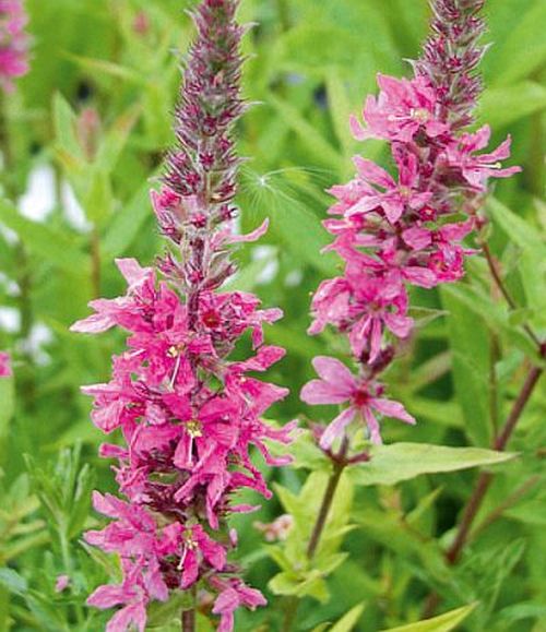 Gewöhnlicher Blutweiderich mit grünen Blättern und blühenden Blüten