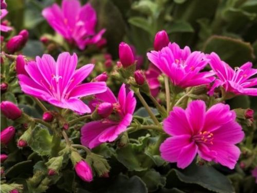 Lewisia cotyledon