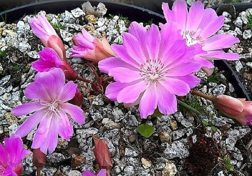 Lewisia ausdauernd mit kleinen rosa Blüten und fleischigen Blättern