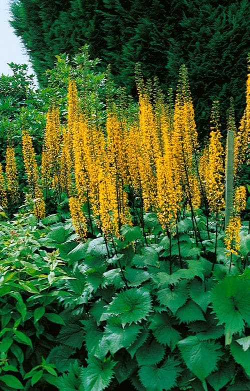 Ligularia