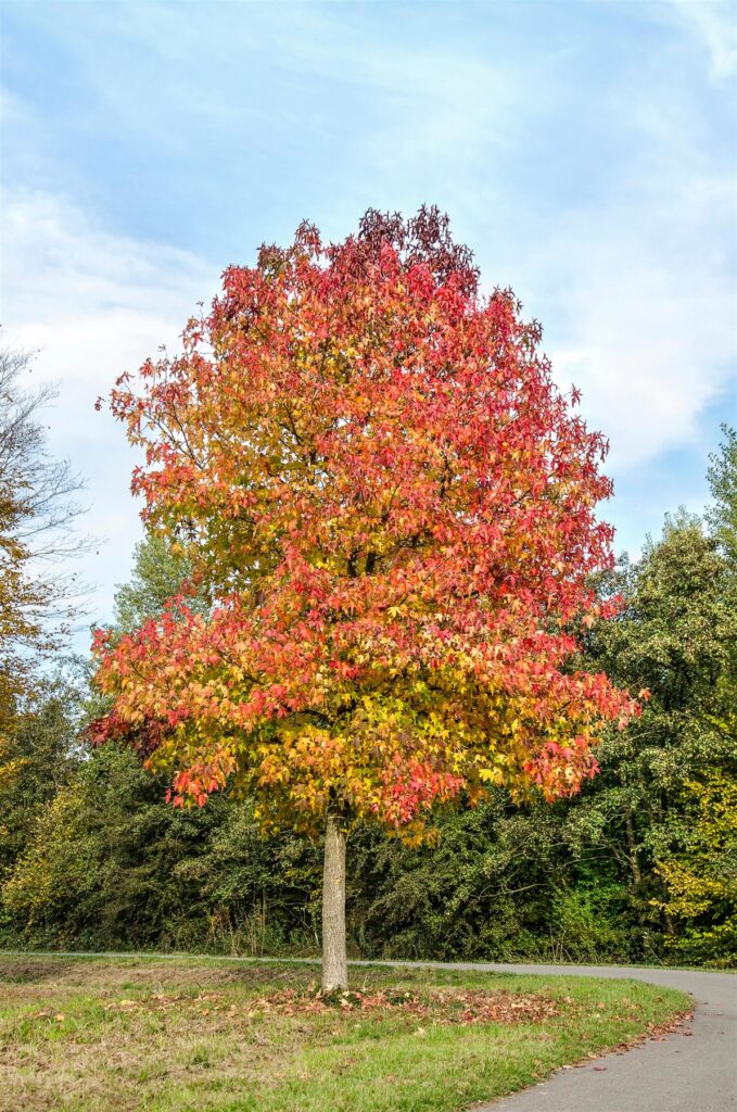 Liquidambar styraciflua