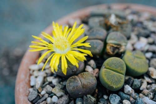 Lebende Steine Lithops in Blumentöpfen mit charakteristischen sukkulent-fleischigen Blättern