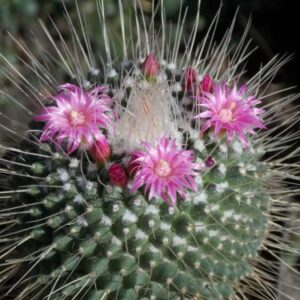 Mammillaria