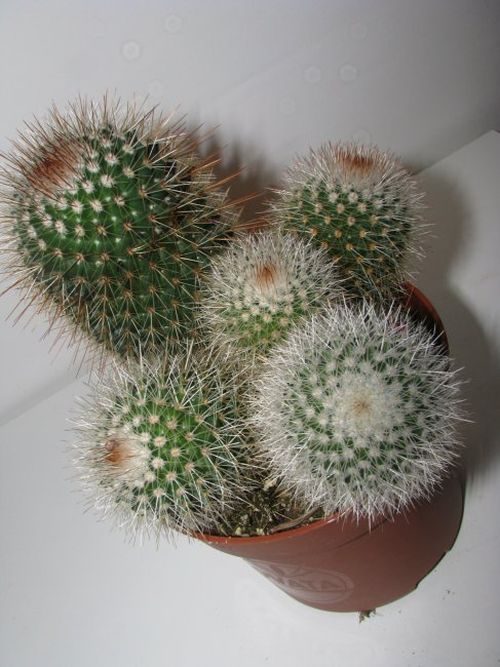 Mammillaria mit langen Dornen und länglicher Form.