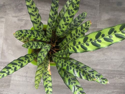 Maranta Pflanze