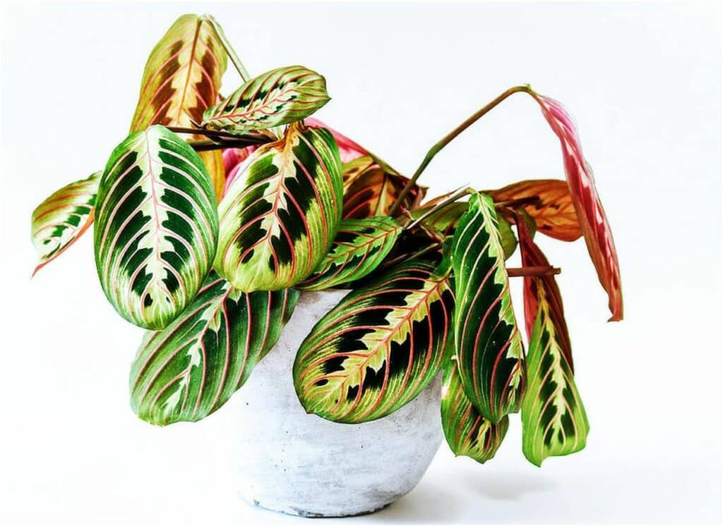 Maranta