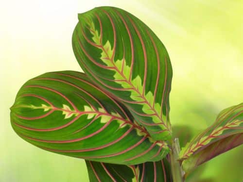 Maranta leuconeura mit charakteristischen weißen Adern auf dem dunkelgrünen Blatt