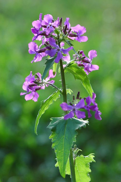 Mondviole