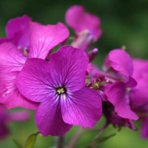 Mondviole