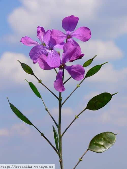 Mondviole