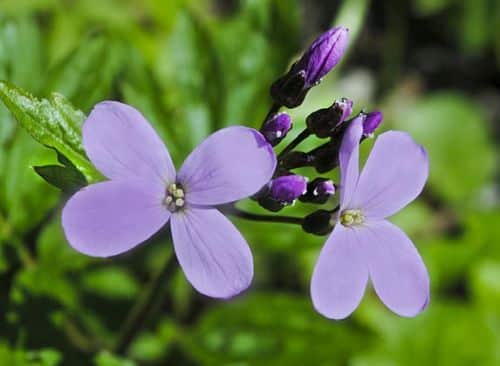 Mondviole Blüte
