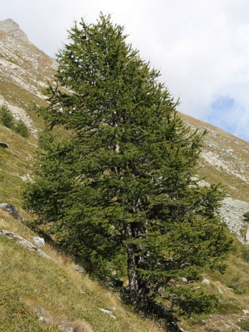 Europäische Lärche mit Nadeln während der Herbstfärbung