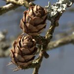 Verholzte Lärchenzapfen am Zweig
