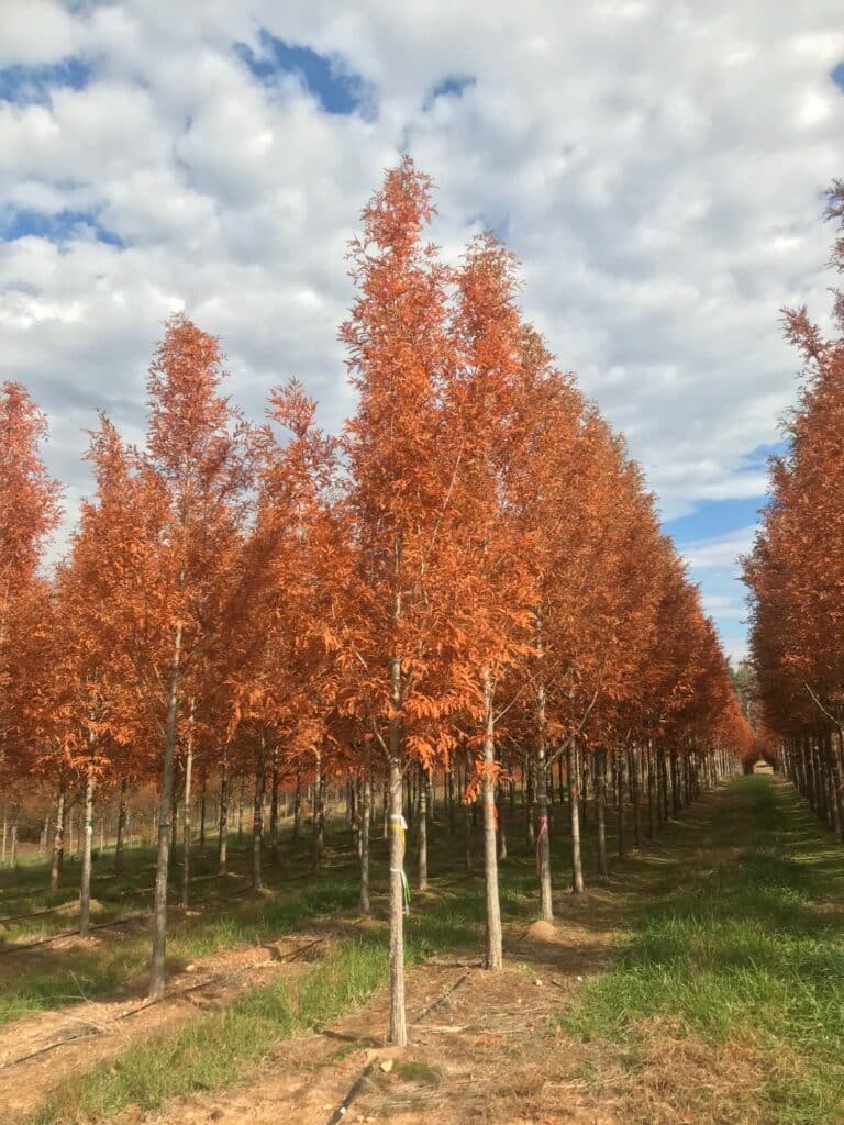 Chinesische Urweltmammutbäume – Bäume in wunderschönen Herbstfarben.