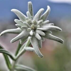 Einzelne Edelweißblüte mit silbrig weißen, filzigen Hochblättern vor unscharfem Berghintergrund