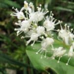 Weiße Blüten der Zweiblättrigen Schattenblume in Großaufnahme