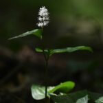 Blühende Zweiblättrige Schattenblume im schattigen Wald