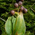 Reifende Beeren der Zweiblättrigen Schattenblume