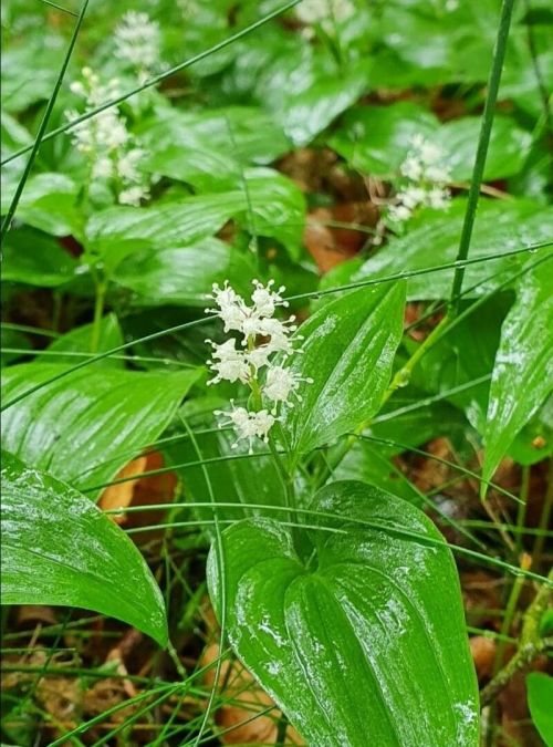 Zweiblättrige Schattenblume
