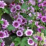 Blüten der Wilden Malve im Garten
