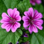 Zwei Blüten der Wilden Malve in Nahaufnahme