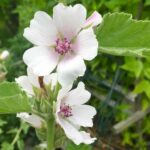 Blüten des Echten Eibisch