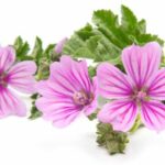Rosa Malvenblüten mit gelappten Blättern