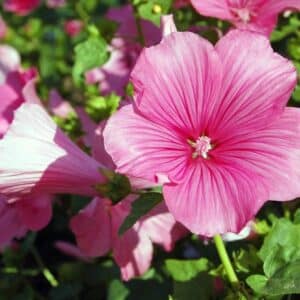 Bechermalve (Lavatera trimestris) mit großen rosa Blüten