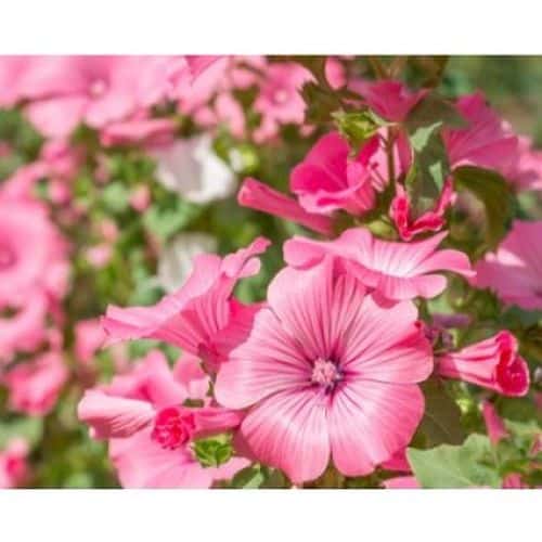 Eibisch dreimonatig mit grünen Blättern und Blüten
