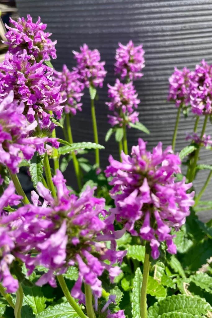 Stachys densiflora​