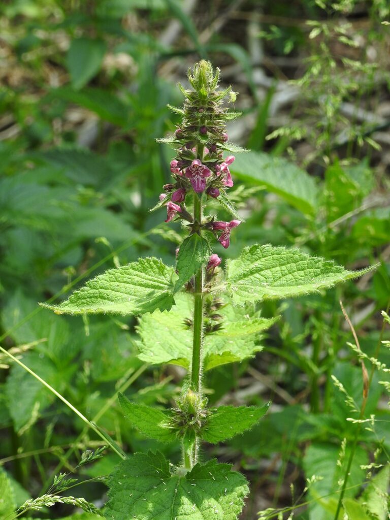 Wald-Ziest (Stachys silvatica)​