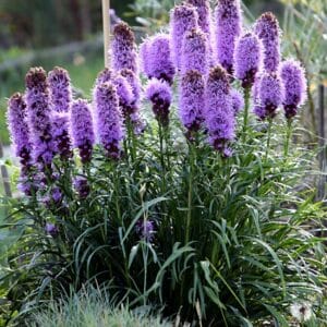 Dichter Horst der Ährigen Prachtscharte mit violetten Blütenähren