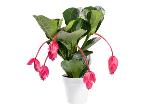 Stumpfblatt im Blumentopf
