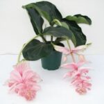 Medinilla mit grünen Blättern und rosa Blütenständen
