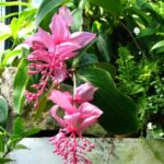 Blühende Medinilla magnifica an einer Mauer