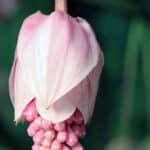 Überhängender Blütenstand der Medinilla magnifica