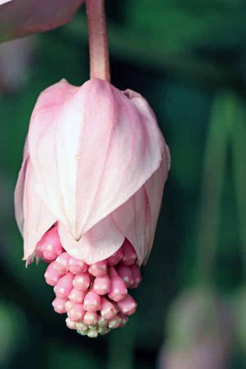 Tupoušek Blüte