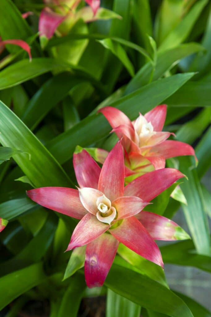 Blühende Guzmania mit rotem Blütenstand im Blumentopf
