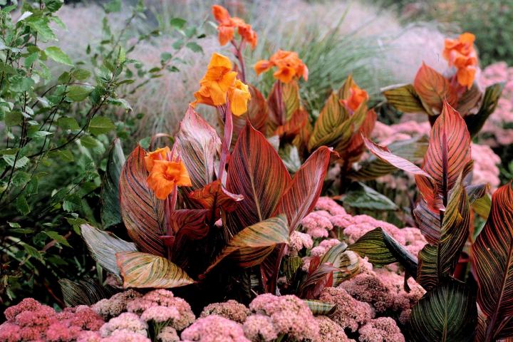 Blumenrohr (Canna)​