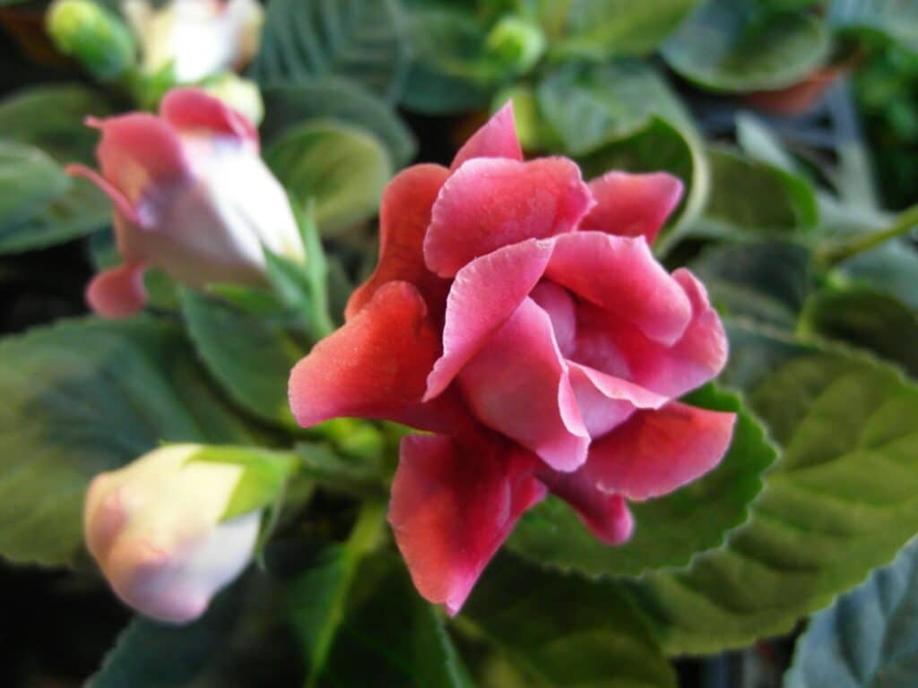 Gloxinie prächtige Blüte