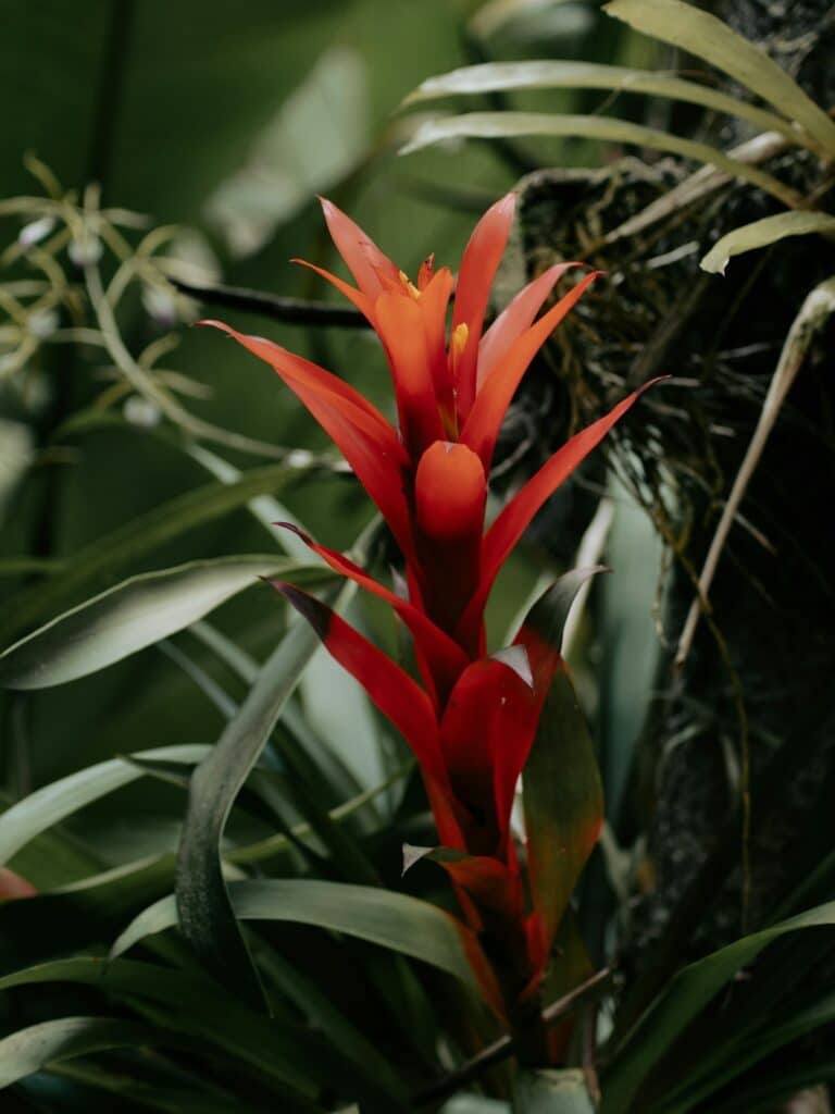 Guzmania nach der Blüte