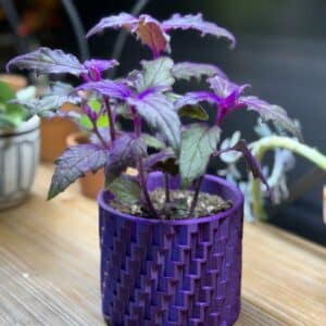 gynura - eingepflanzt in einem Blumentopf, auf einem Holzbrett liegend.