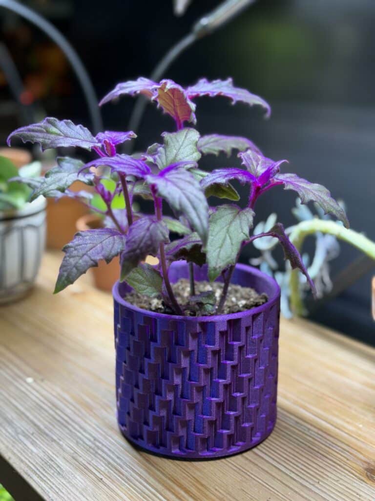 gynura - eingepflanzt in einem Blumentopf, auf einem Holzbrett liegend.