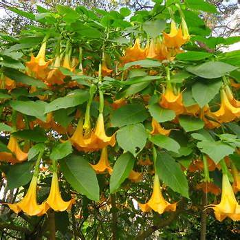 Wohlriechende Stechapfel (Datura suaveolens)